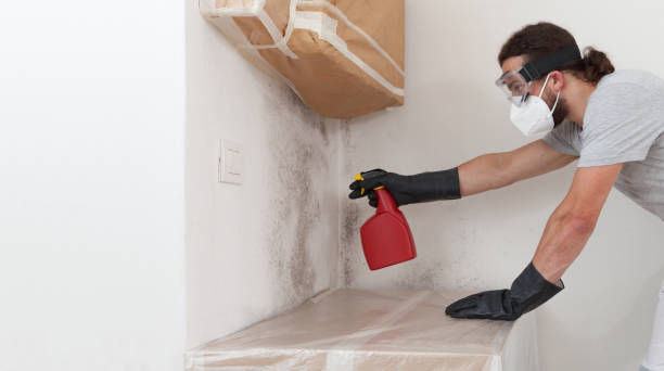 Professional Basement Mold Removal technician working in Saint Joseph, MI