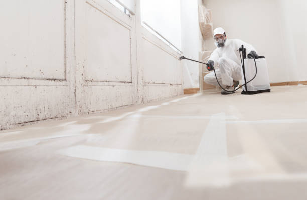 24/7 Emergency Basement Mold Removal experts in Saint Joseph, MI