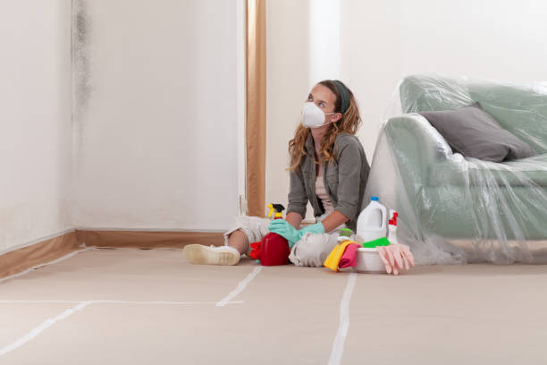 Reliable Basement Mold Removal contractor in Saint Joseph, MI by Cheap Mold Removal